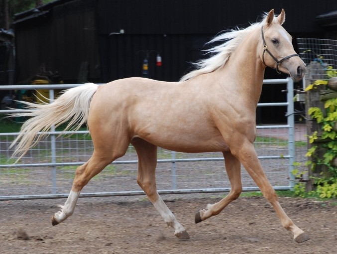 5 x Registered Palomino QUARAB